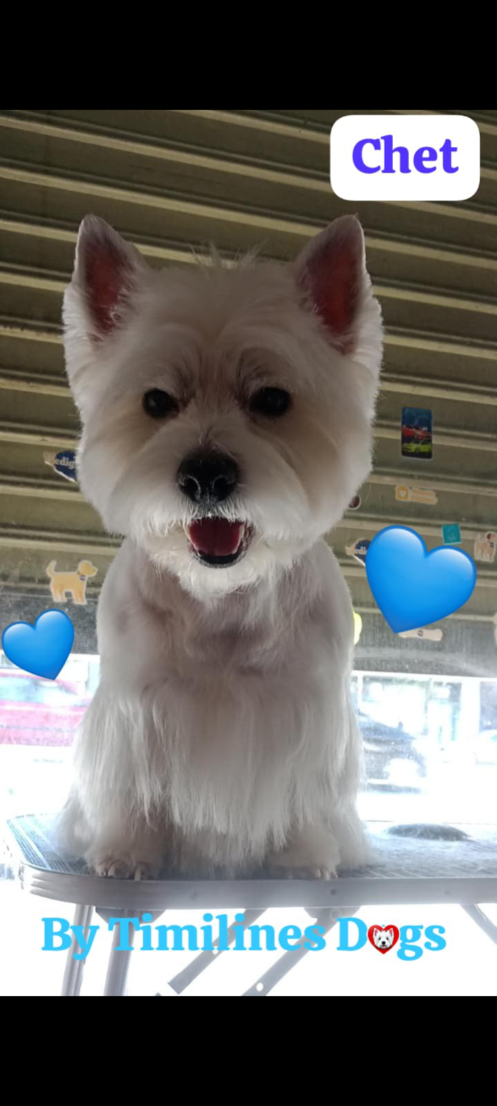 Timilines Peluquería y Adiestramiento Canino a Domicilio  - Imagen 3