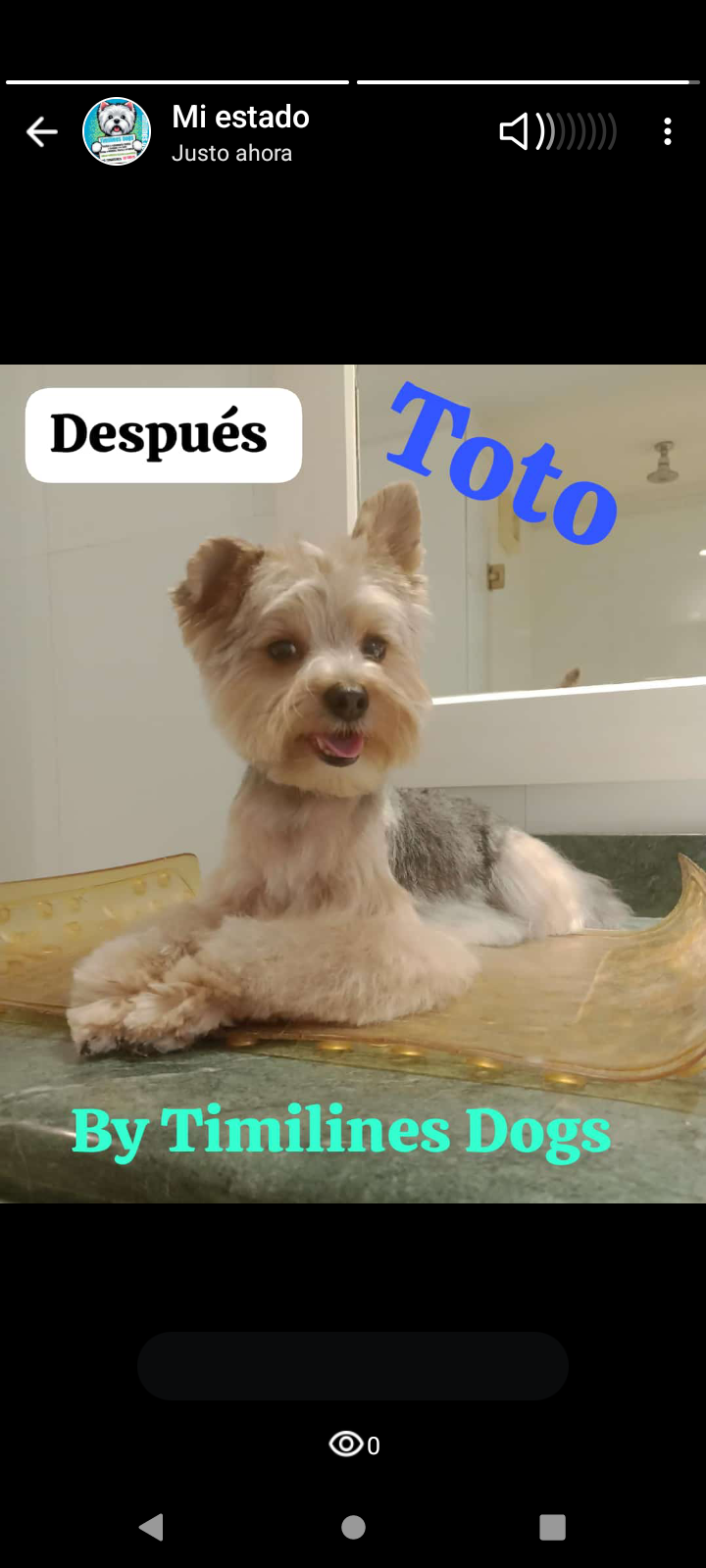 Timilines Peluquería y Adiestramiento Canino a Domicilio  - Imagen 4