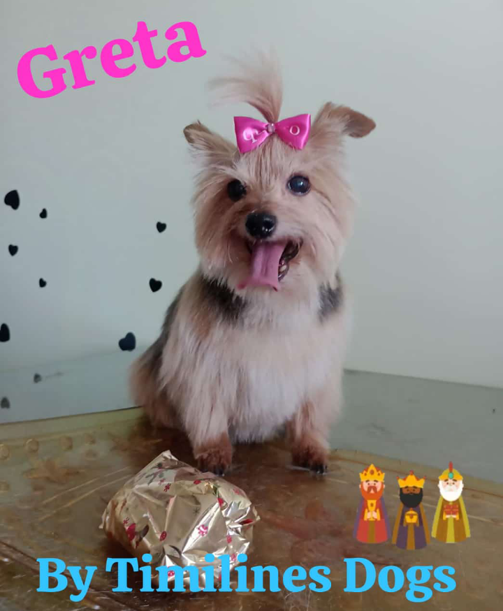 Timilines Peluquería y Adiestramiento Canino a Domicilio  - Imagen 5